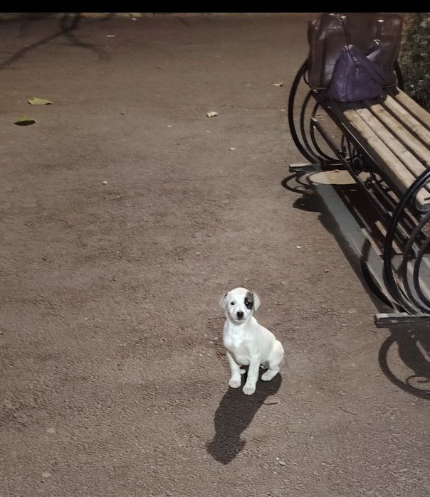 Бесплатно в добрые руки щенок девочка