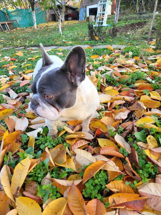 Френски булдог b/ue tan merle