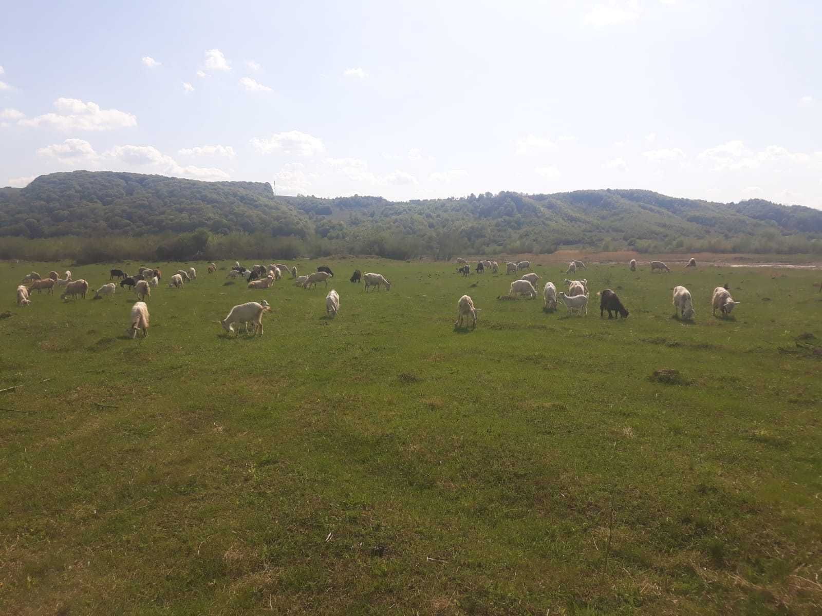 Lapte, branza si telemea de capra