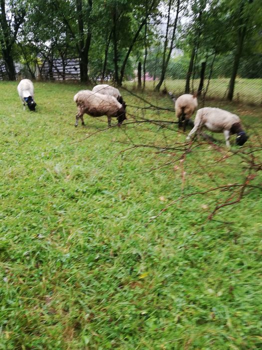 Vând la alegere 2 oi Dorper