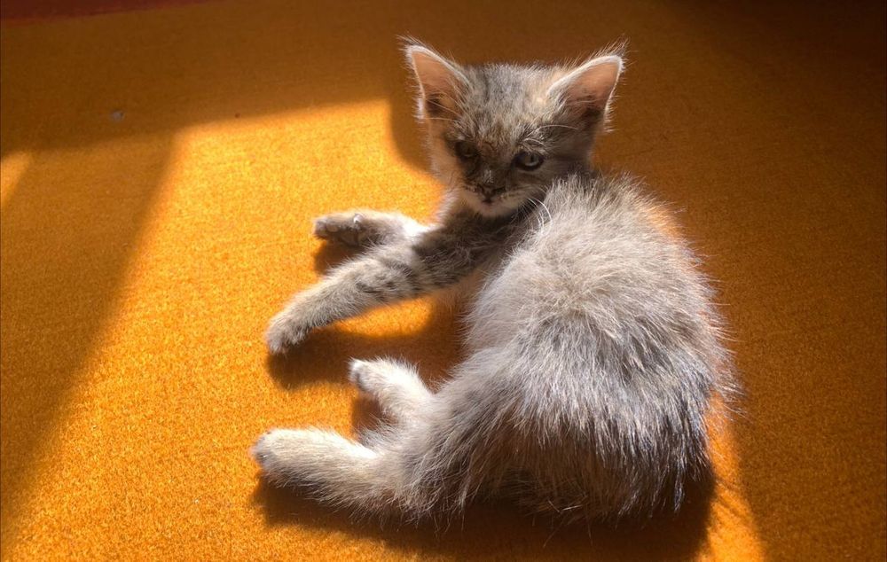 Котенок котёнок кошка кошечка