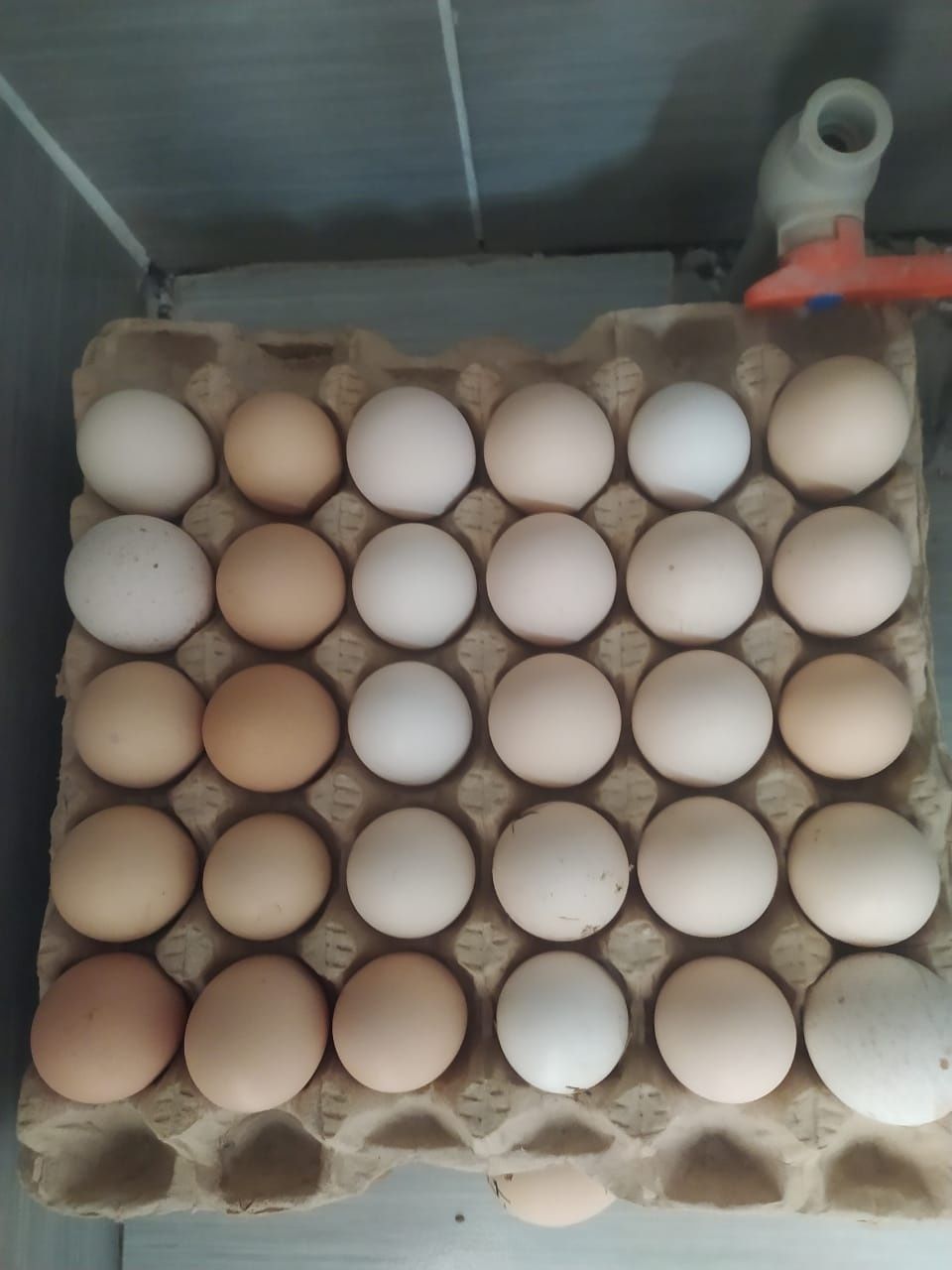 Продам яйца на инкубацыю