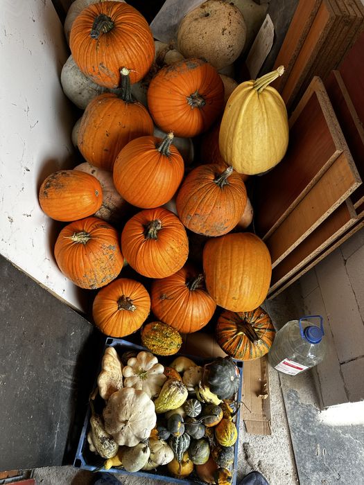 Dovleac bostan Halloween