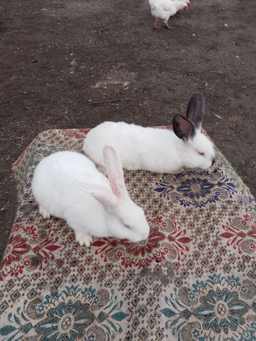Vând Iepuri Hicole francezi și Uriași de Transilvania