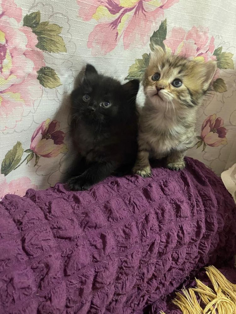 Котята 1,5 месяца