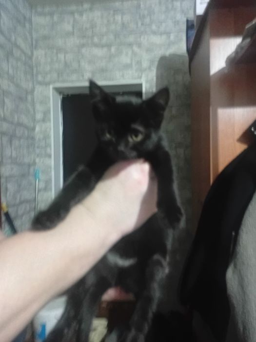 Отдам в добрые руки