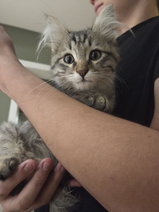 Котёнок, примерно 3 месяца.