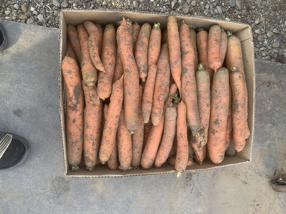 Morcovi dulci si lungi