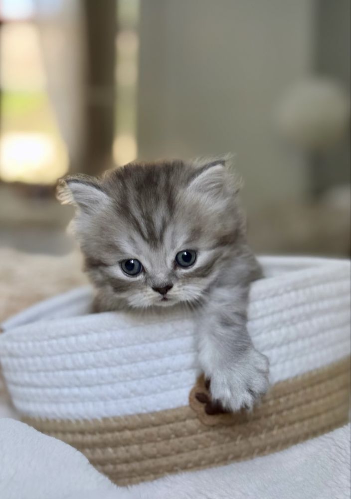 British Longhair