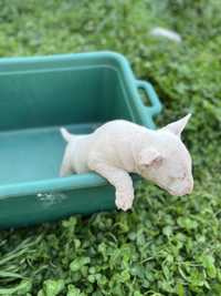 Bull Terrier rasa pura