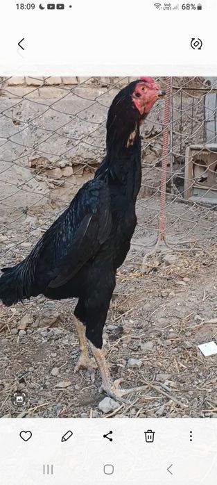 Dakan sotiladi mayskiy juja ganoy zot