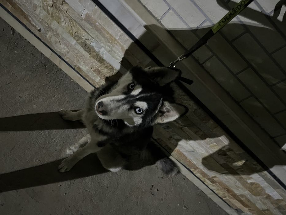 haski sotiladi toza zotli 6oylik pasporti bor erkak