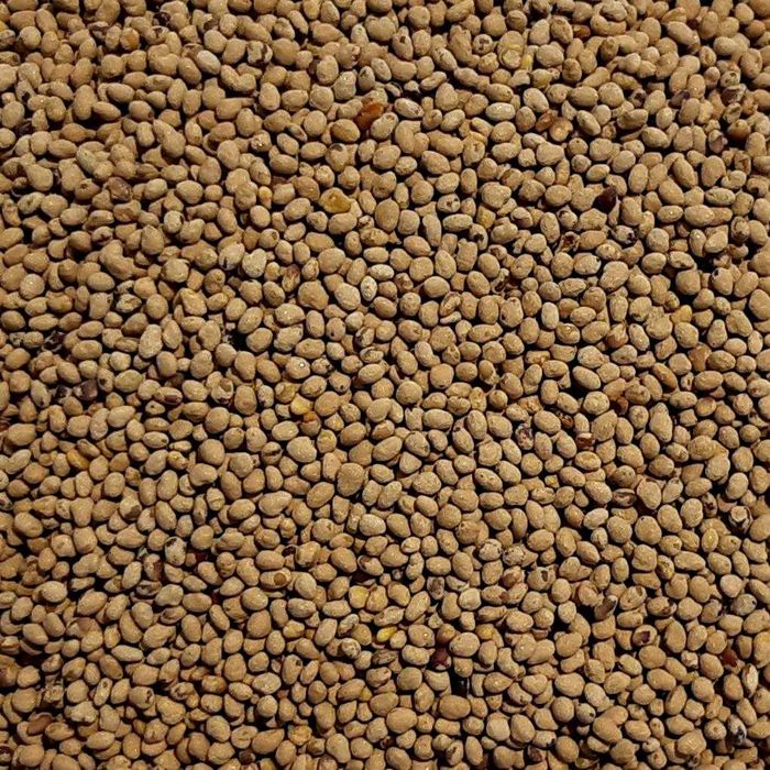 Semințe de Trifoi Incarnat (Trifolium incarnatum) - Comandă Acum!