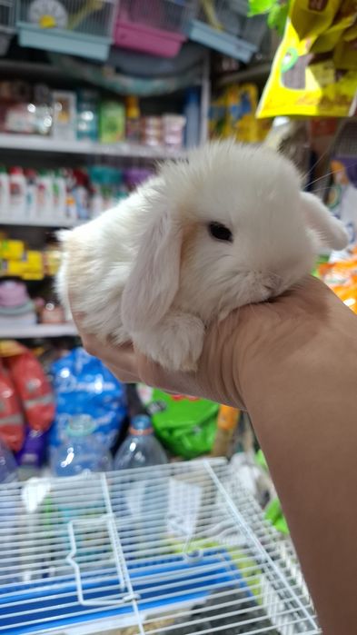 Кролики вислоухие декоративные