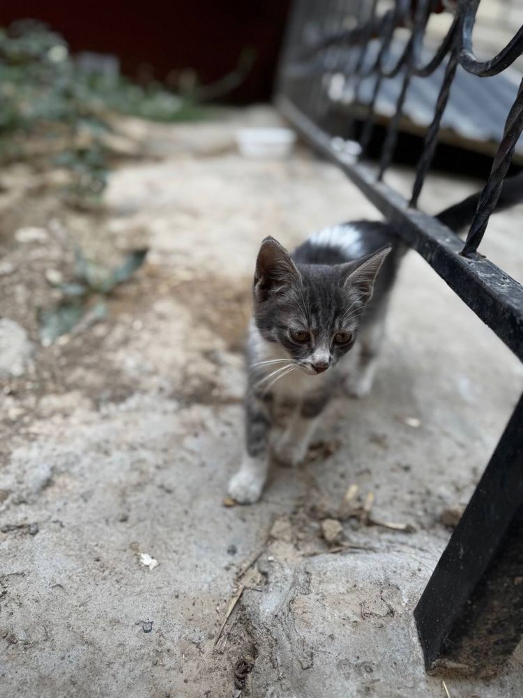Котенок бездомный коасивый с необычным окрасом