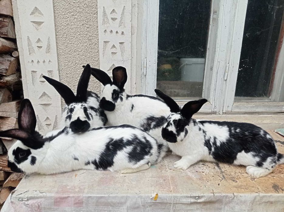 Vând sau schimb iepuroaice Fluture German , Uriaș German