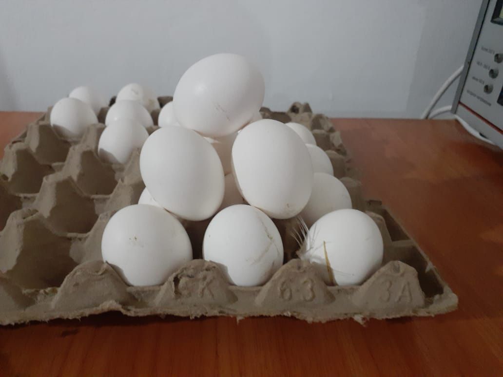 Инкубациялық жұмыртқа инкубационные яйца далматинец