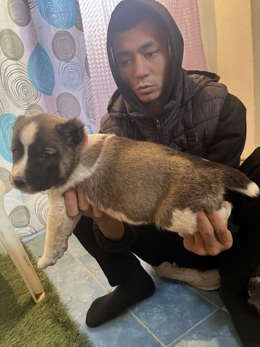 Алабай күшіктер