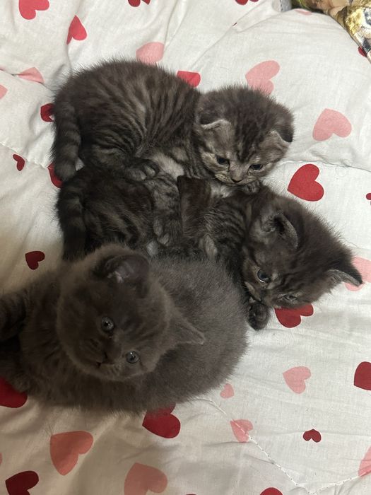 Умные ласковие котята