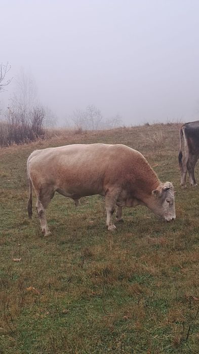 Taur de vânzare 9000 lei