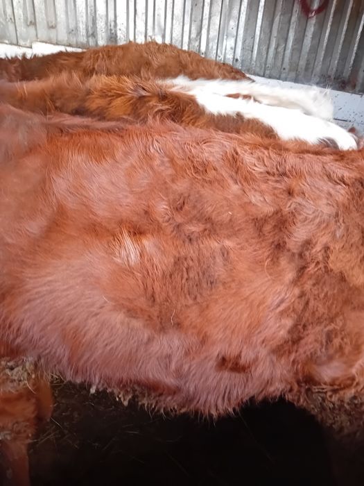 Vitele grase 260 -300 kg angus și limuzin