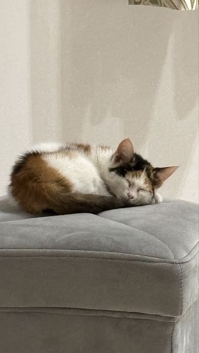 Отдам даром ! Котёнок 2-3 месяца Очень спокойная