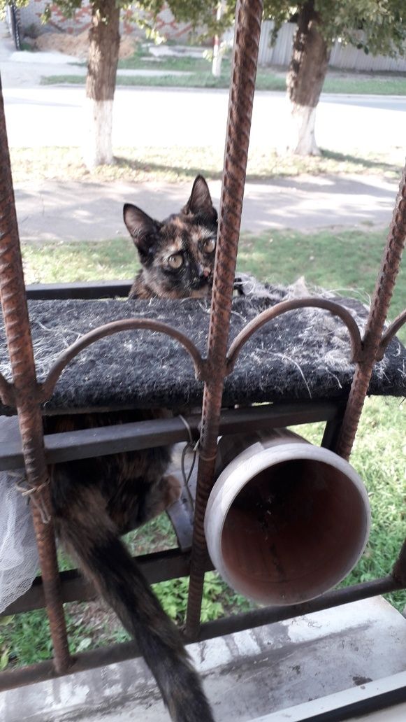 Кошечка пятнистая, приносит удачу в дом и рыжик, ищут новых хозяев