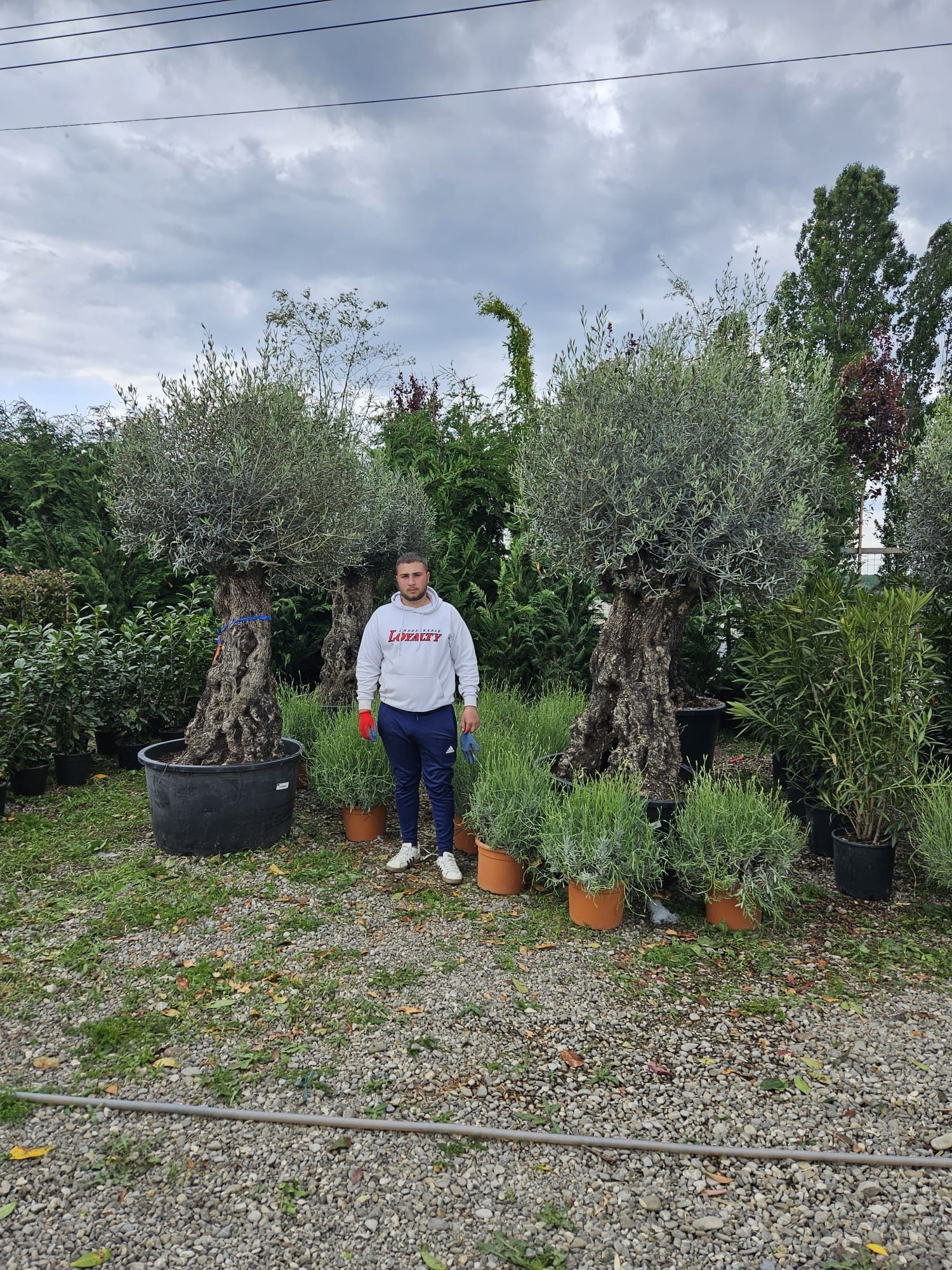 Vand maslin decorativ bonsai