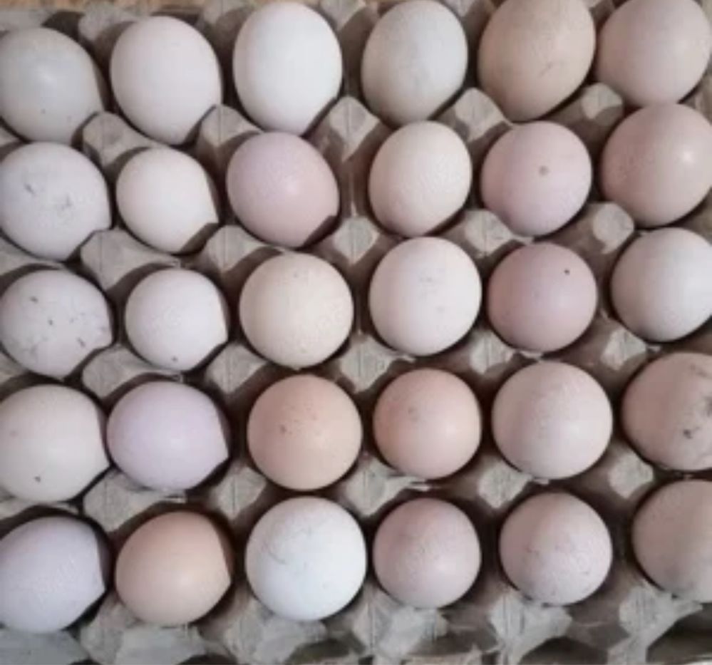 Vanzare oua de incubat australorp 2 lei