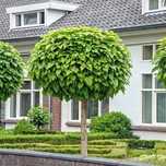 Catalpa (Nana ) .