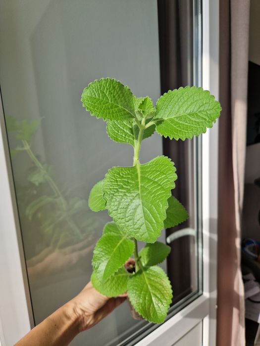 Мята комнатная, быстрорастущая и неприхотливая