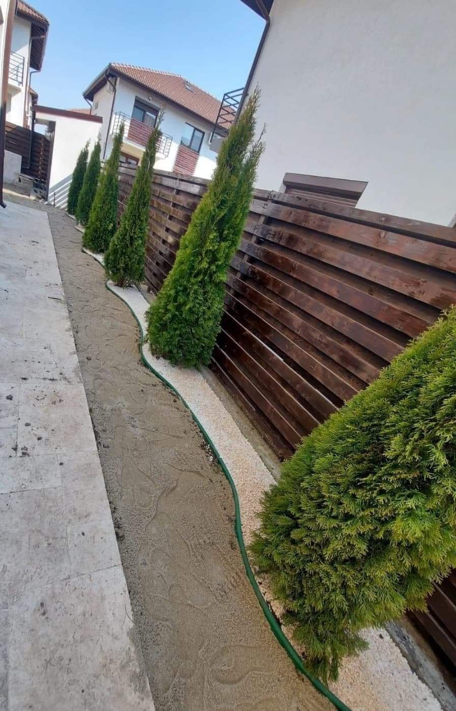 Vindem plante ornametale tuia smarald lilandi mesteceni enuperi brazi