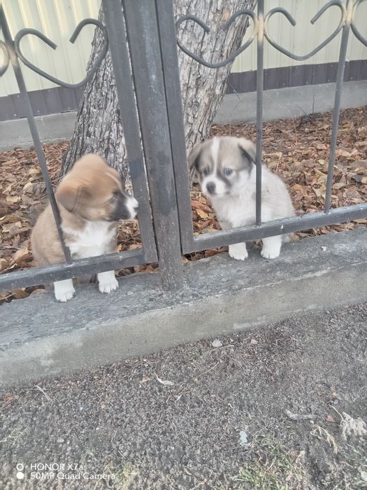 Кобели смесь лайка