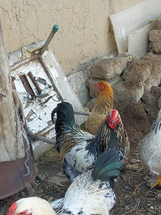 Продам молодых петушков