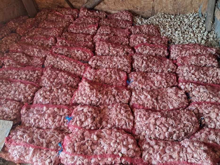 Usturoi BIO prășit manual