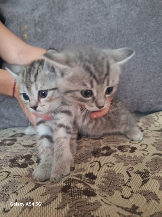 Отдадим котят в добрые руки.