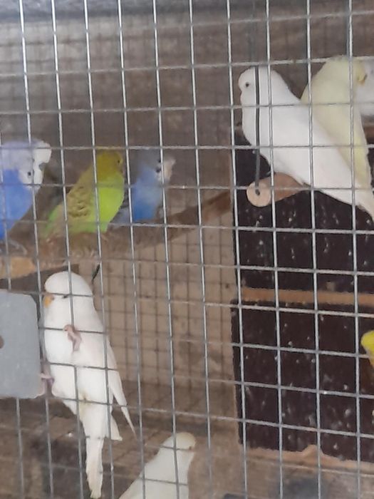 Peruși și rosella penant