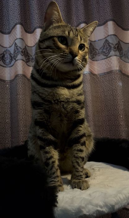 СРОЧНО Продается Чистокровный Бенгал