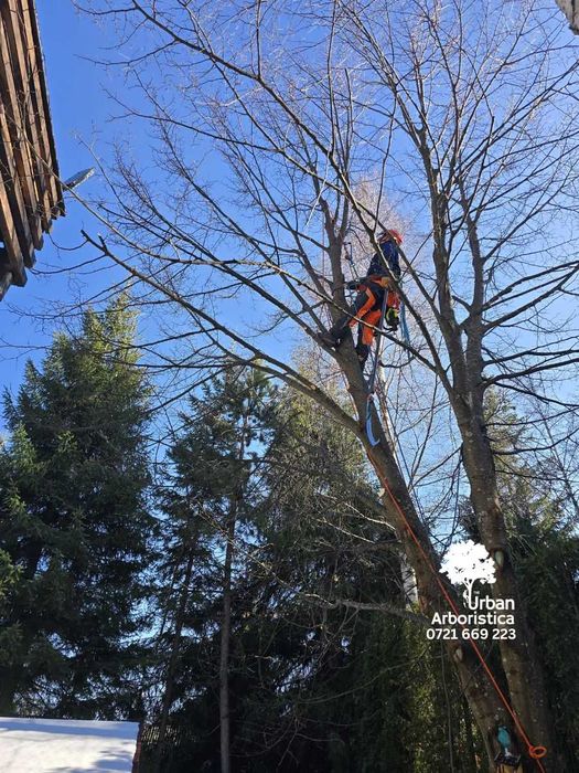 Toaletare Taiere Copaci Pomi, Tocat, Stropit - Alpinist Arborist Buzău