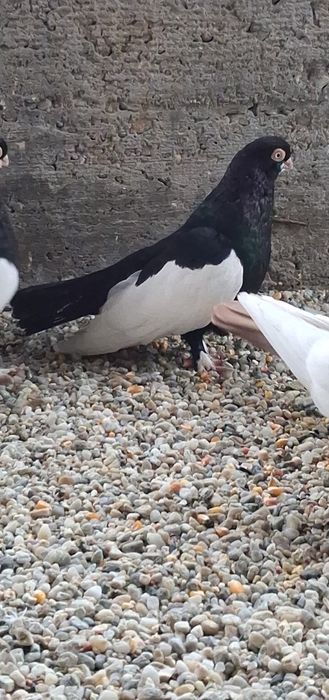 Schimb porumbei baltati