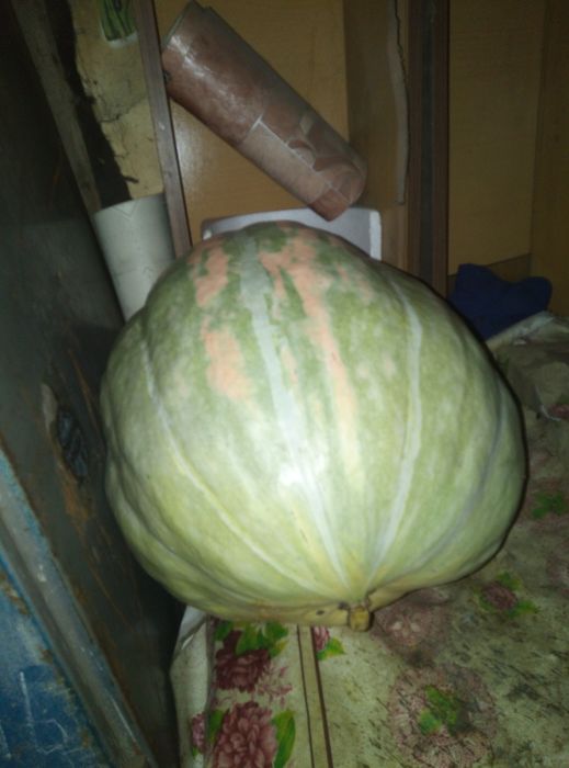 Продам тыквы домашние