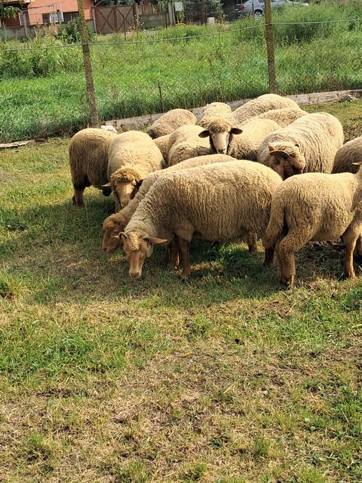 Vând oi și miei Țigaie Ruginie