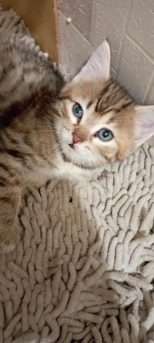 Отдам котят в хорошие руки