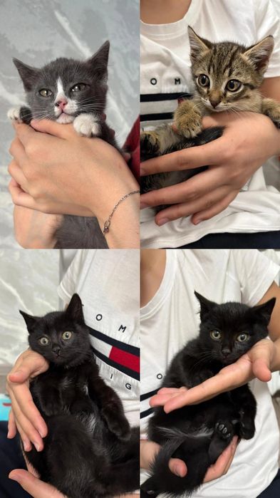 КОТЯТА игривые и  умные мальчики