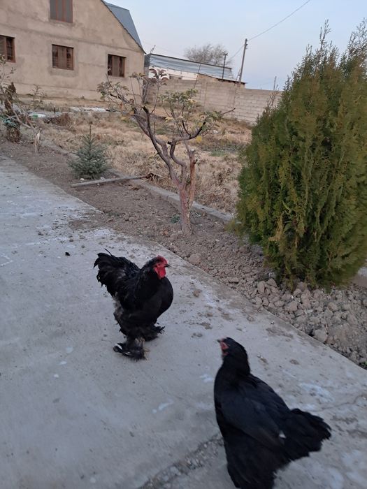 Курица брам яйцо несут