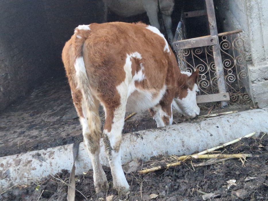 Vand 2 vaci si 1 taur si o vitea