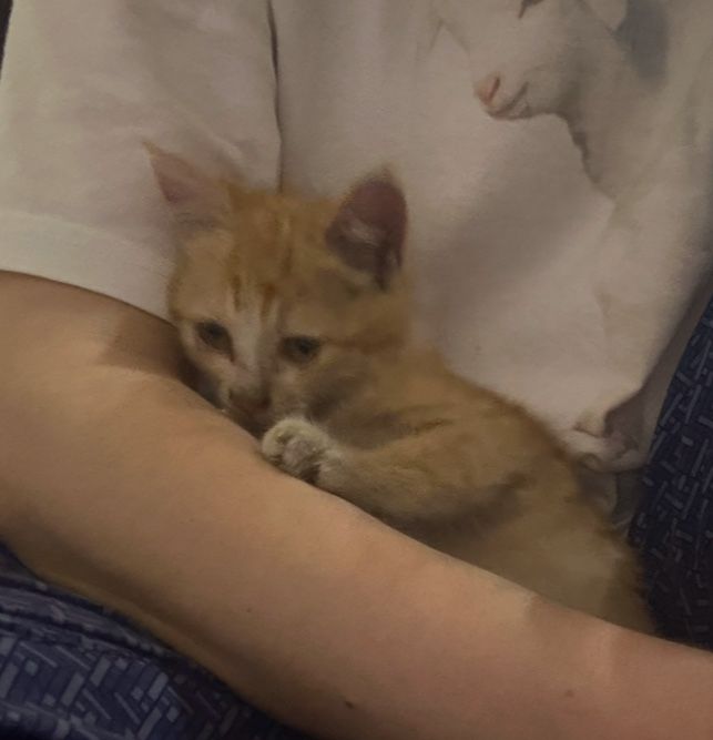 Отдам в хорошие руки котенка