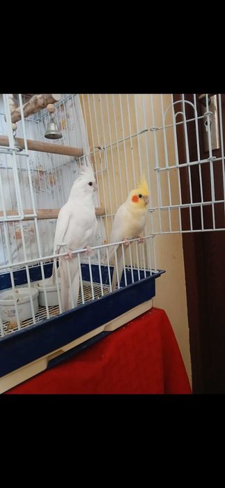 Papagali Pereche Nimfe