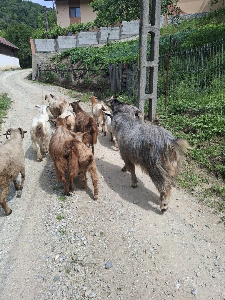 Vând 7 capre și un țap
