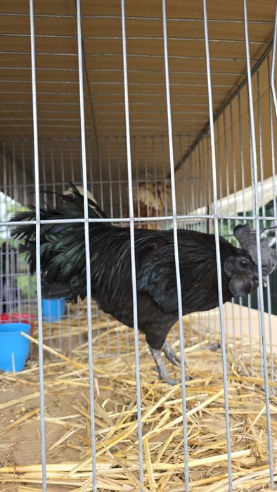 Pasari de rasa tineret și adulte